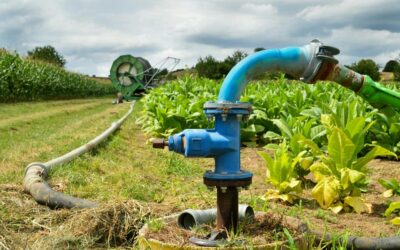 Jak wybrać odpowiednią pompę do wody dla gospodarstwa rolnego?